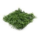 Umělá zelená stěna G21 Listo Berry, 50x50 cm