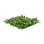 Umělá zelená stěna G21 Listo Berry, 50x50 cm