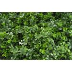 Umělá zelená stěna G21 Listo Berry, 50x50 cm