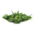 Umělá zelená stěna G21 Listo Ferns, 50x50 cm