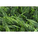 Umělá zelená stěna G21 Listo Ferns, 50x50 cm