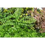 Umělá zelená stěna G21 Listo Forest, 50x50 cm