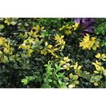 Umělá zelená stěna G21 Listo Herb, 50x50 cm