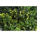 Umělá zelená stěna G21 Listo Jungle, 50x50 cm